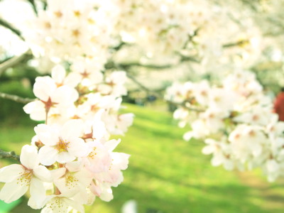 ファイル 333-1.jpg